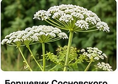 Борщевик Сосновского